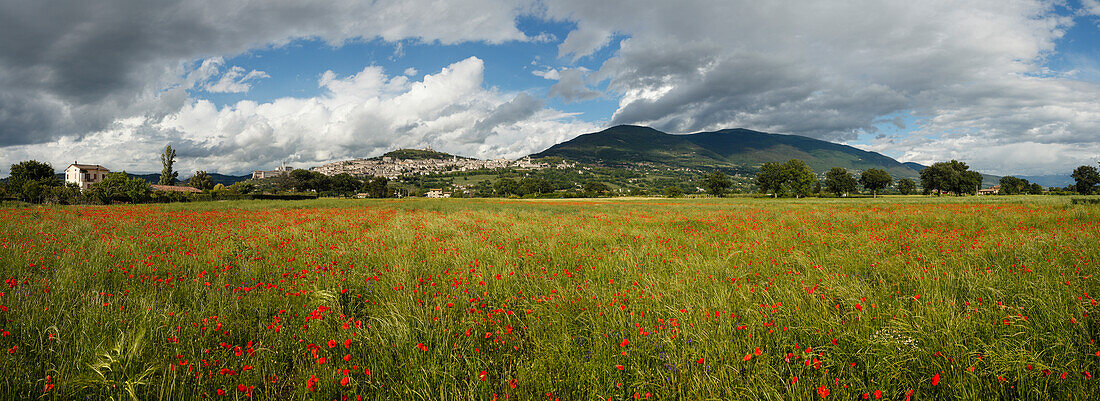 Panorama von Assisi mit Mohnfeld, Mohnblumen, UNESCO Weltkulturerbe, Franziskus von Assisi, Via Francigena di San Francesco, Franziskusweg, Assisi, Provinz Perugia, Umbrien, Italien, Europa