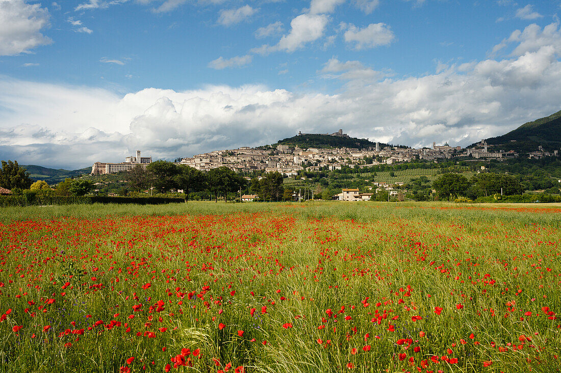 Panorama von Assisi mit Mohnfeld, Mohnblumen, UNESCO Weltkulturerbe, Franziskus von Assisi, Via Francigena di San Francesco, Franziskusweg, Assisi, Provinz Perugia, Umbrien, Italien, Europa