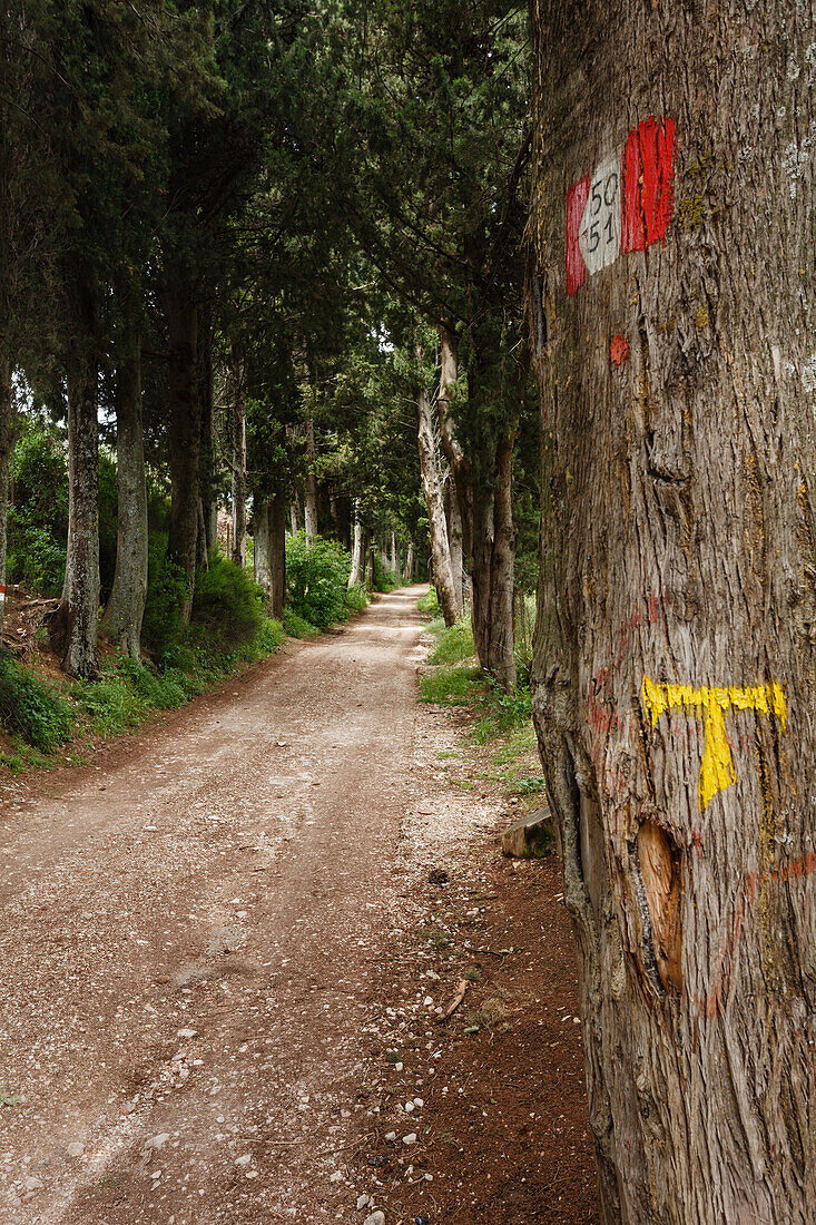 Tau symbol in an alley of cypress trees, direction sign for the Via Francigena di San Francesco, St. Francis Way, St. Francis of Assisi, Assisi, UNESCO World Heritage Site, Assisi, province of Perugia, Umbria, Italy, Europe