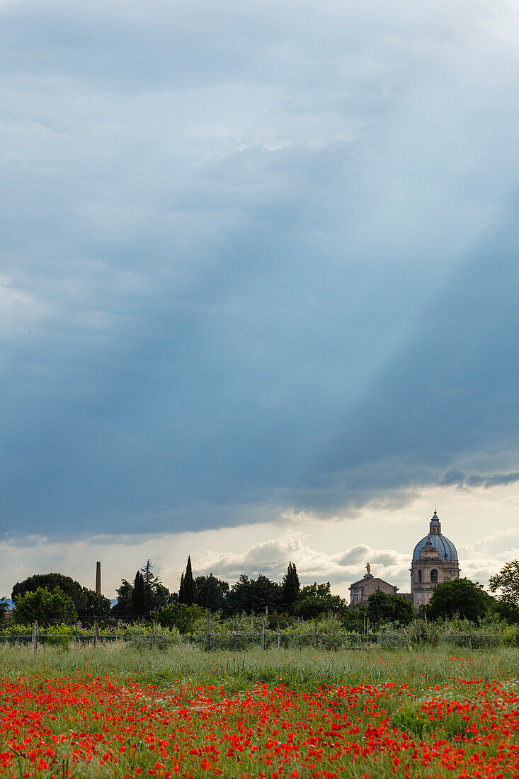 Basilica of Santa Maria degli Angeli church, St. Mary of the Angel with poppy field full of poppies in the foreground, Assisi, St. Francis of Assisi, Via Francigena di San Francesco, St. Francis Way, Assisi, province of Perugia, Umbria, Italy, Europe