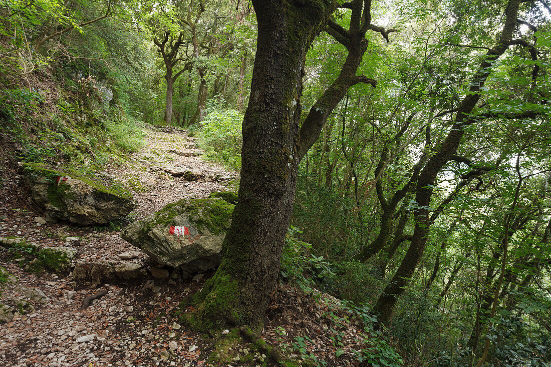 Trail with Holm Oaks, lat. Quercus ilex, near Spoleto, Via Francigena di San Francesco, St. Francis Way, St. Francis of Assisi, Spoleto, province of Perugia, Umbria, Italy, Europe