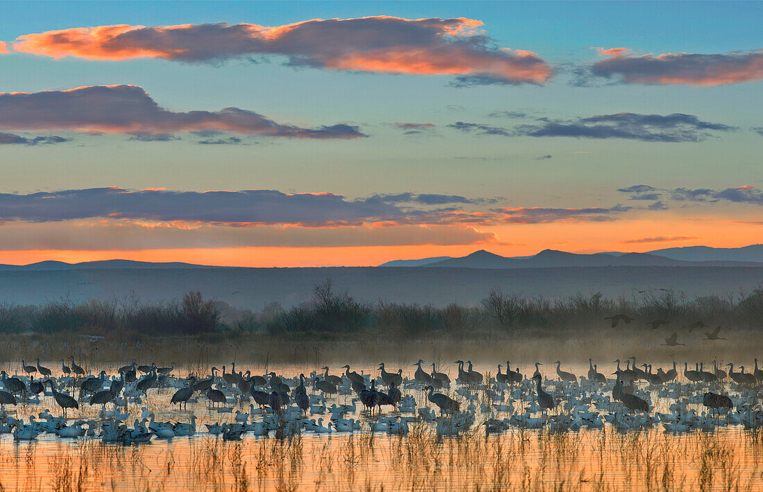 Snow Goose (Chen caerulescens) and Sandhill Crane (Grus canadensis) flock silhouetted in water at sunset, Bosque del Apache National Wildlife Refuge, New Mexico