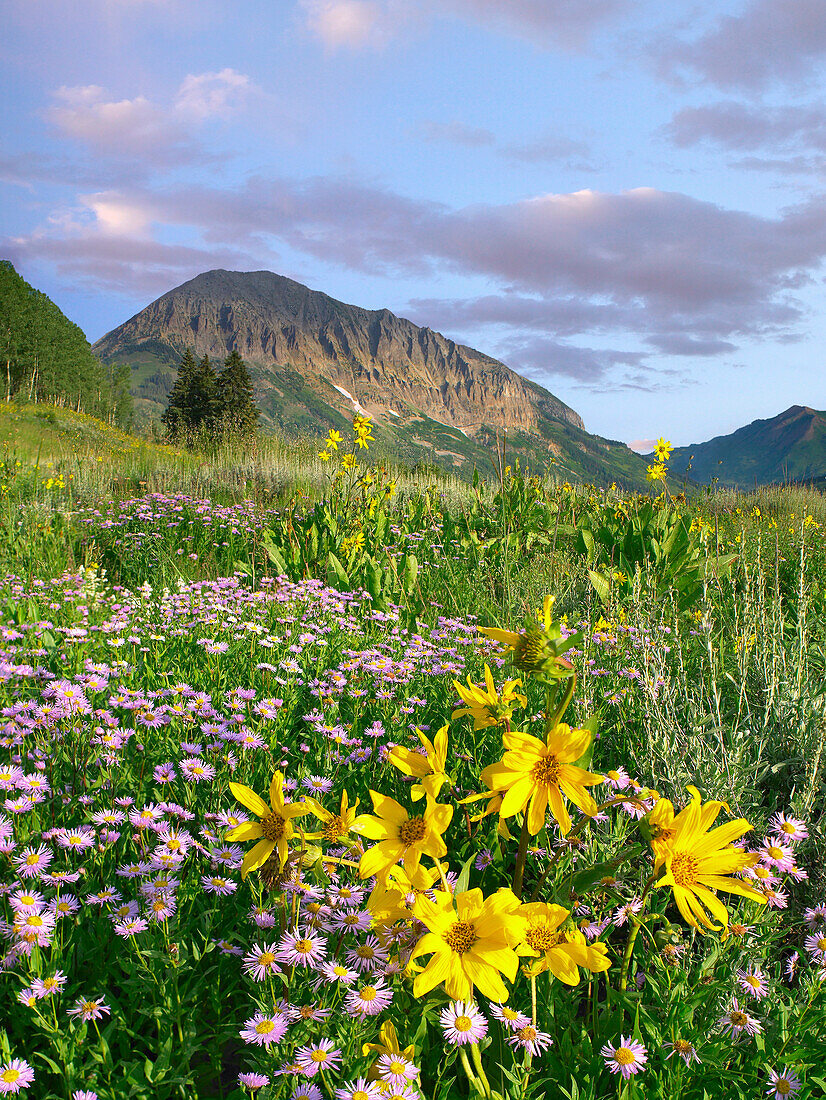 Orange Sneezeweed (Hymenoxys hoopesii) and Smooth Aster (Aster laevis) wildflowers in meadow with Gothic Mountain in distance, Colorado