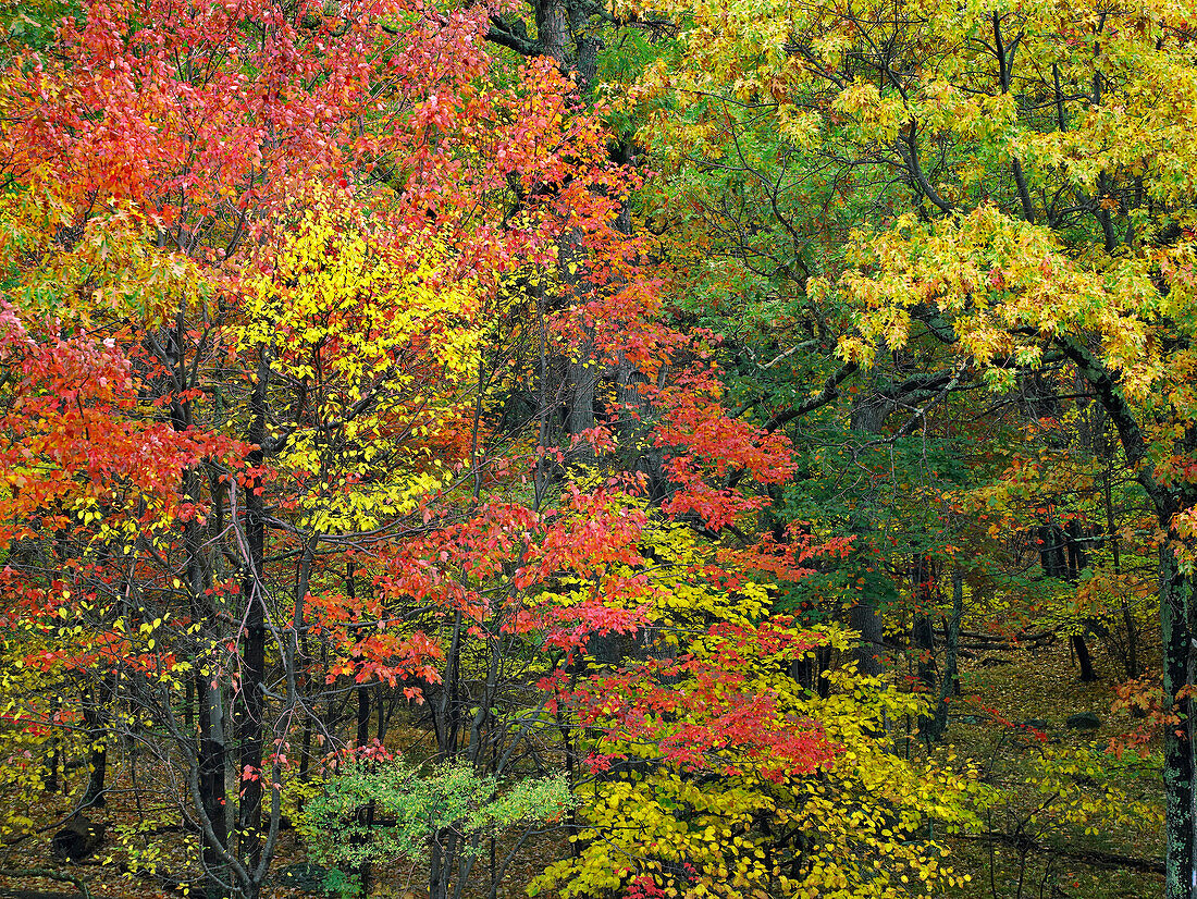 Fall foliage at Fishers Gap, Shenandoah National Park, Virginia