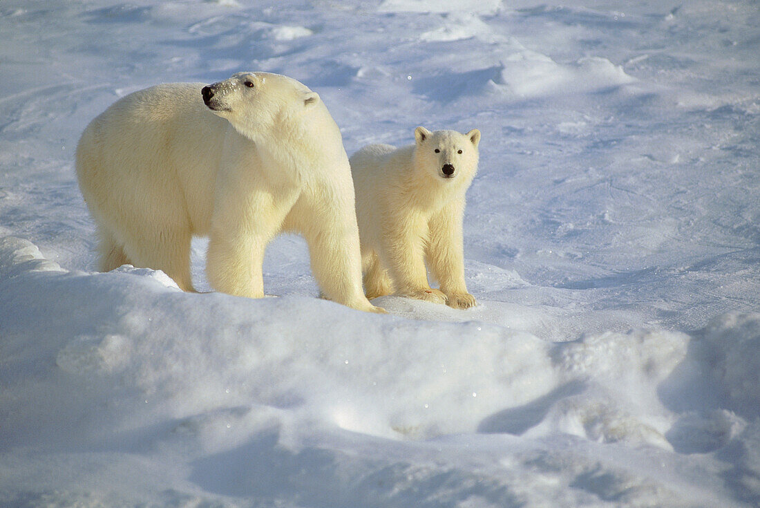 Polar Bear (Ursus maritimus) mother and cub standing on ice field, Churchill, Manitoba, Canada