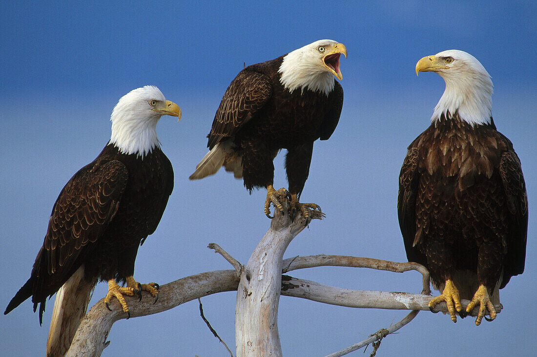 Bald Eagle (Haliaeetus leucocephalus) adults on snags, North America