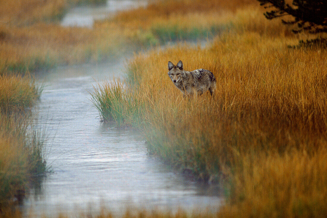 Coyote (Canis latrans) standing in grass along stream, Yellowstone National Park, Wyoming