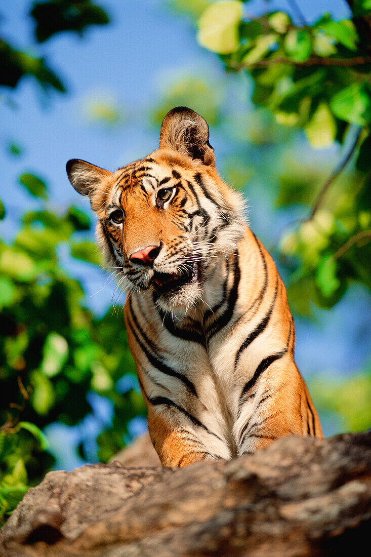 Bengal Tiger (Panthera tigris tigris) looking down, Bandhavgarh National Park, Madhya Pradesh, India