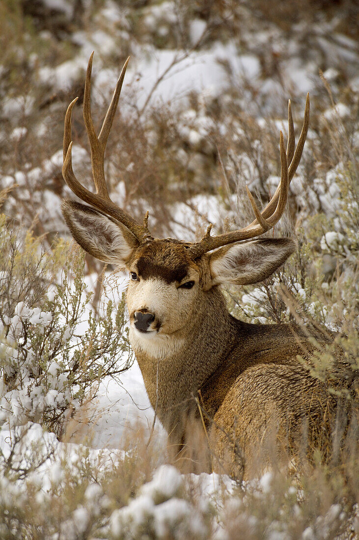 Mule Deer (Odocoileus hemionus) buck bedded down amid sagebrush, Grand Teton National Park, Wyoming