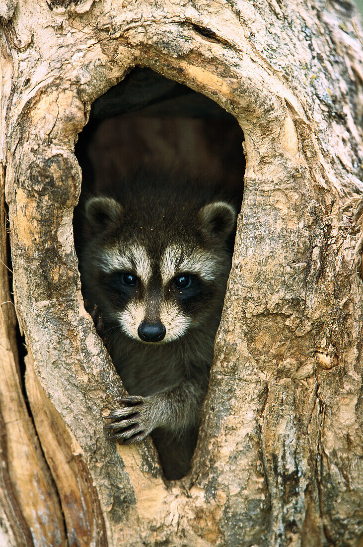 Raccoon (Procyon lotor) baby peering out from hole in tree, North America