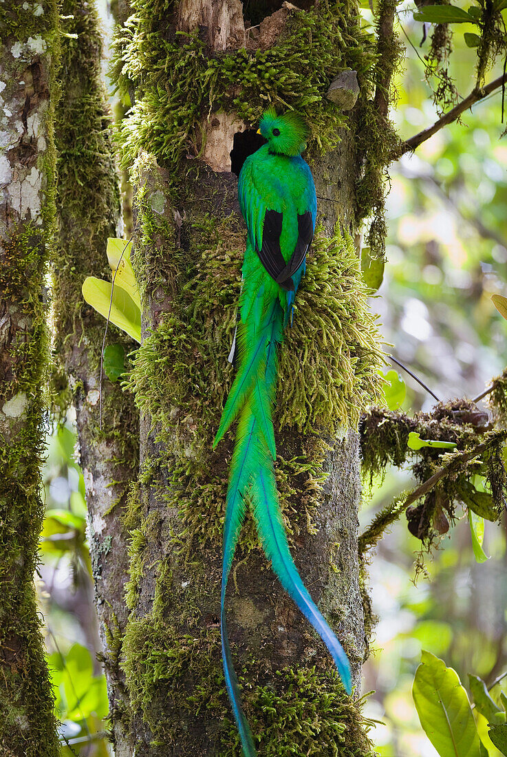 Resplendent Quetzal (Pharomachrus mocinno) male at nest, Costa Rica