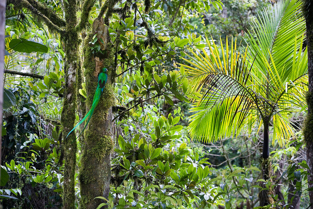 Resplendent Quetzal (Pharomachrus mocinno) male at nest, Costa Rica