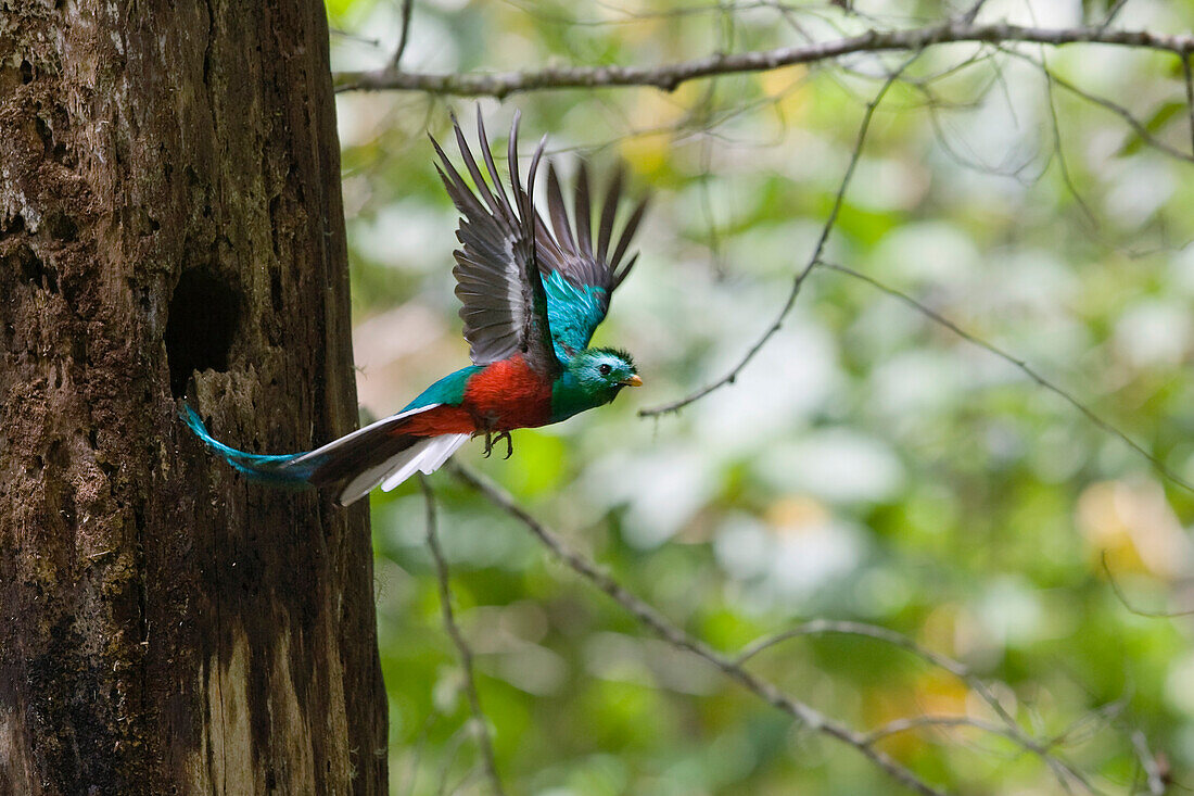 Resplendent Quetzal (Pharomachrus mocinno) male flying, Costa Rica