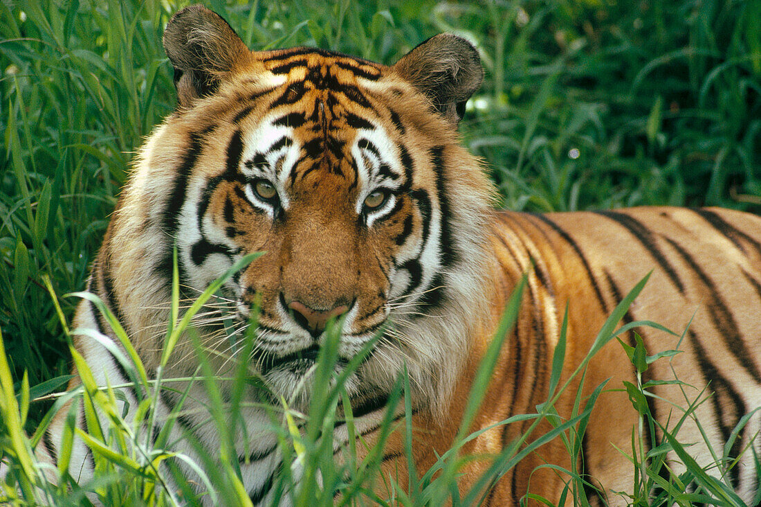 Bengal Tiger (Panthera tigris tigris) portrait at the Hilo Zoo, Hawaii, native to India and southeast Asia