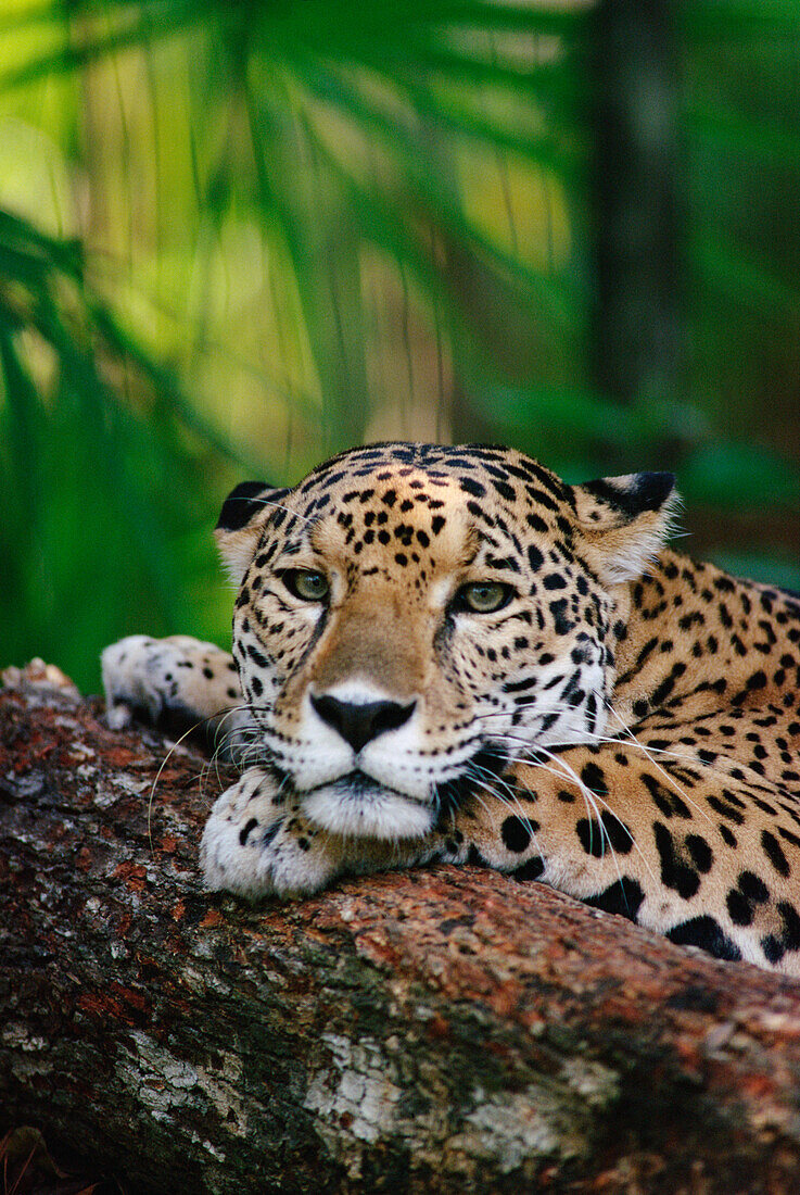 Jaguar (Panthera onca) portrait, Belize Zoo, Belize