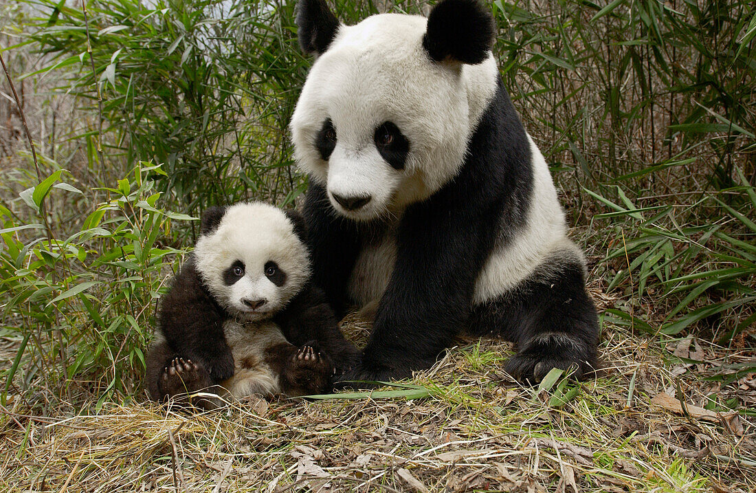 Giant Panda (Ailuropoda melanoleuca) mother and her cub at the China Conservation and Research Center for the Giant Panda, Wolong Nature Reserve, China