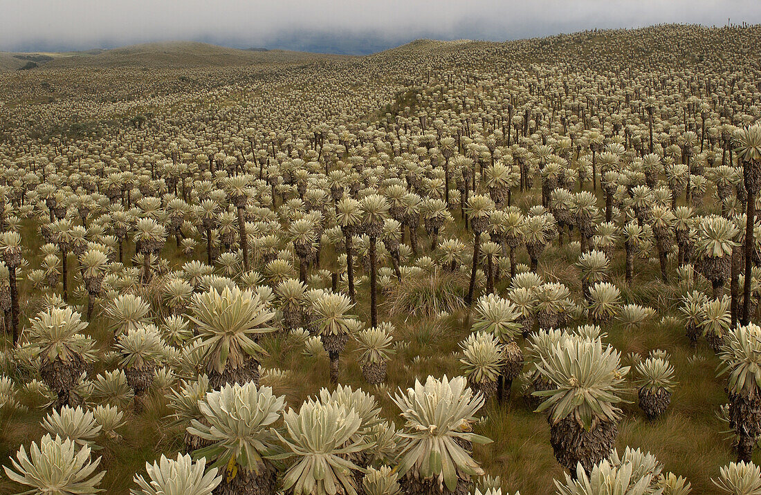 Paramo Flower (Espeletia pycnophylla) in Paramo habitat, endemic species, Paramo, El Angel Reserve, northeastern Ecuador