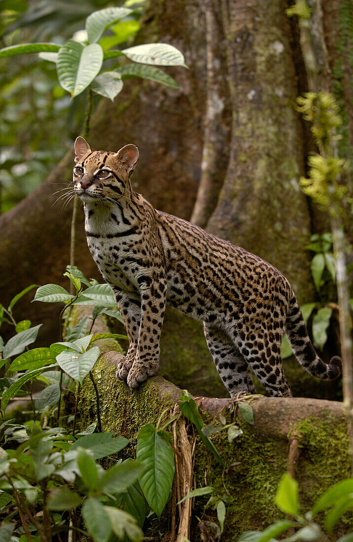 Ocelot (Leopardus pardalis) standing on buttress root on the forest floor in the Amazon rainforest, Ecuador