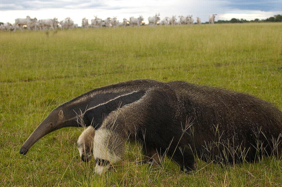 Giant Anteater (Myrmecophaga tridactyla) central Pantanal, Brazil