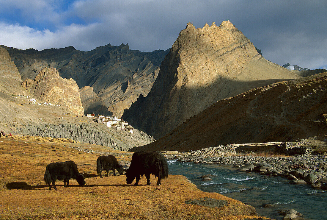 Yak (Bos grunniens mutus) group grazing in autumn, above Photoskar village, Ladakh, northwest India, Himalayas, Nepal