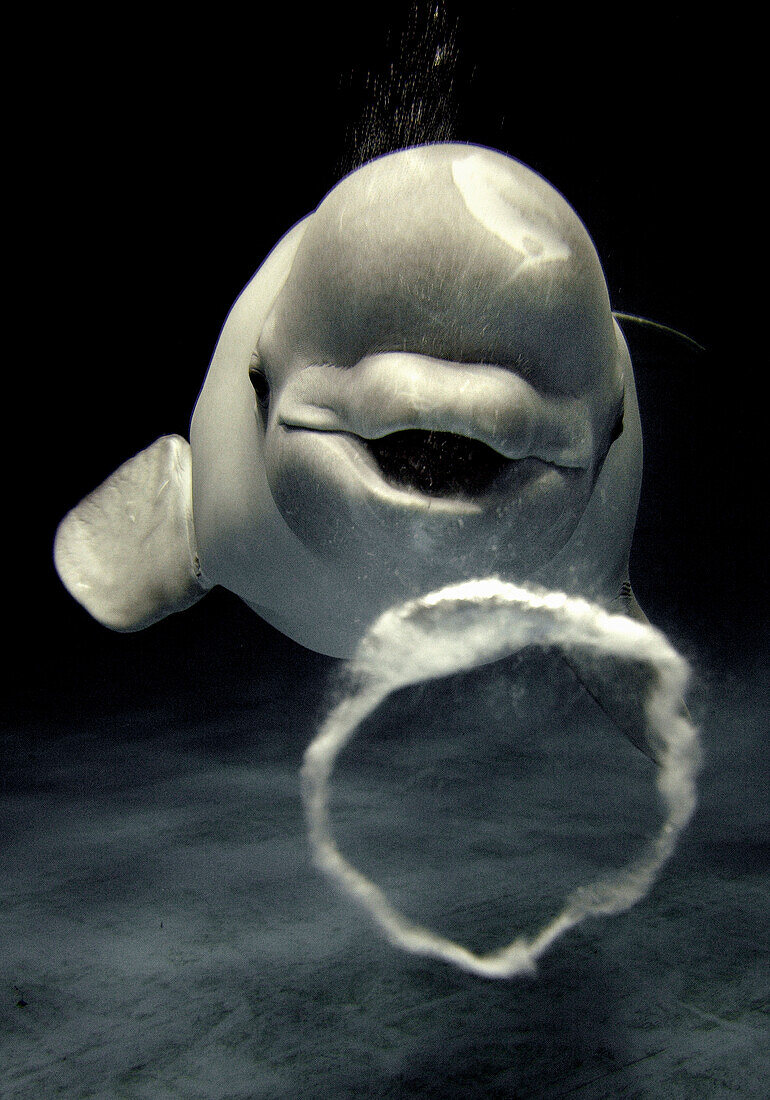 Beluga (Delphinapterus leucas) whale blowing toroidal bubble ring, Shimane Aquarium, Japan