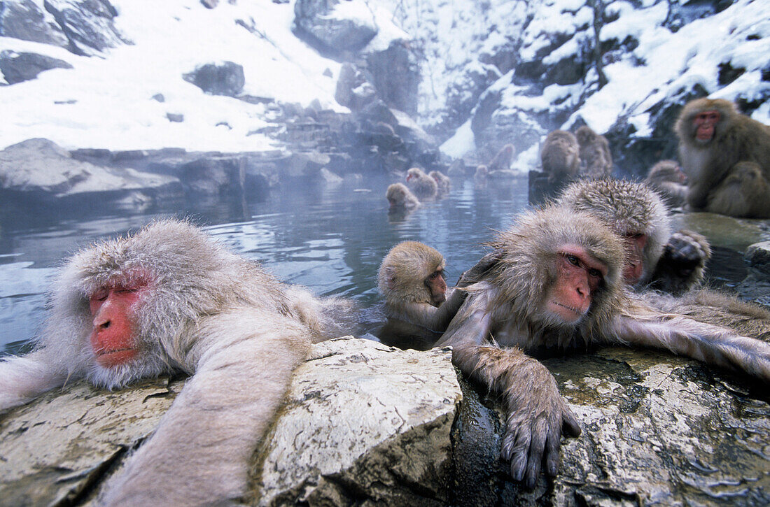 Japanese Macaque (Macaca fuscata) group soaking in hot springs, Japan