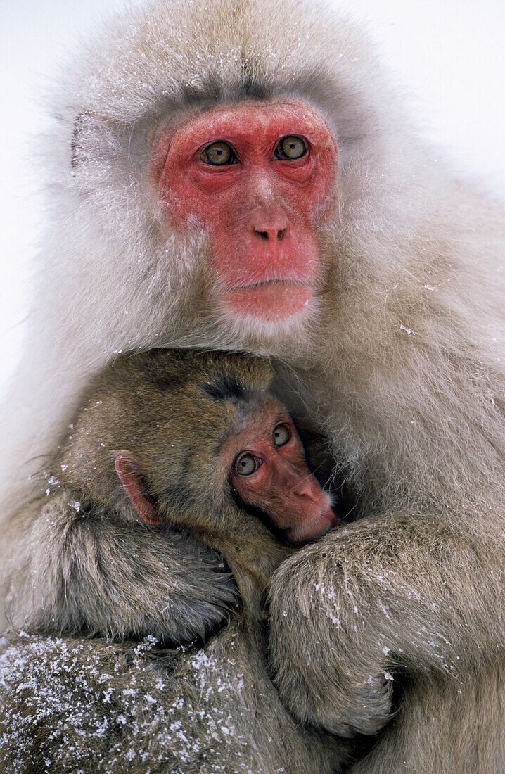Japanese Macaque (Macaca fuscata) adult with young, Japan