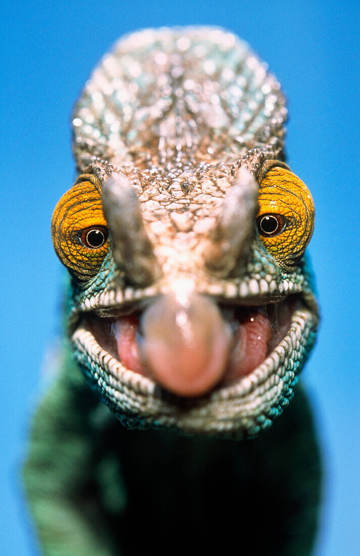 Parson's Chameleon (Calumma parsonii) with eyes focused on prey and tongue prepared to strike, Madagascar