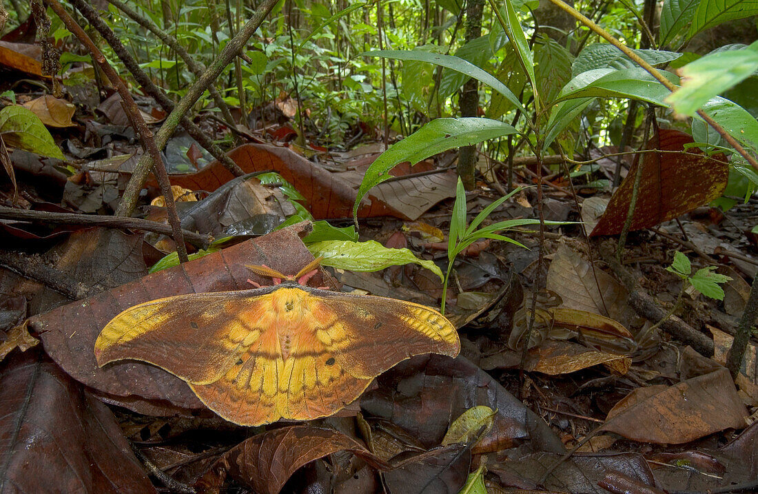 Silk Moth (Copaxa syntheratoides) amid leaf litter on forest floor, Costa Rica