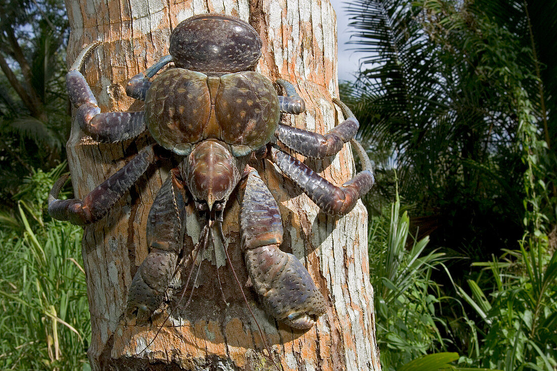 Coconut Crab (Birgus latro) the largest living terrestrial invertebrate, can reach a weight of nine pounds and a leg span of over three feet, Guadalcanal, Solomon Islands