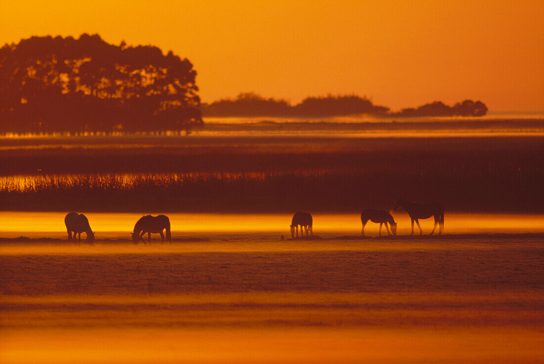 Domestic Horse (Equus caballus) group grazing at dawn in the Taim Biological Reserve, Rio Grande Do Sul, southern Brazil