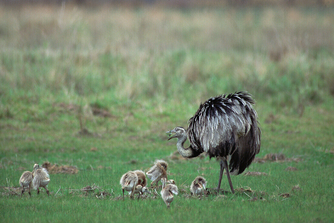 Greater Rhea (Rhea americana) parent with a group of chicks, Pantanal ecosystem, Brazil