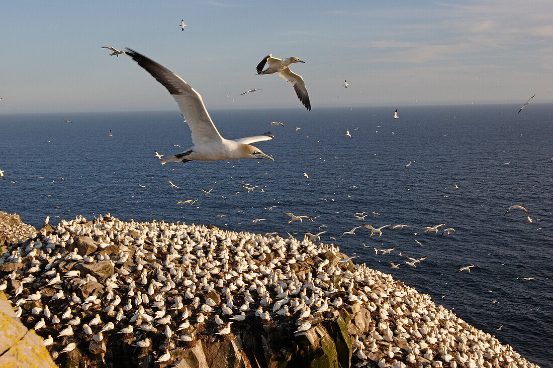 Northern Gannet (Morus bassanus) flock flying over nesting colony, Cape St. Mary's Ecological Reserve, Newfoundland and Labrador, Canada