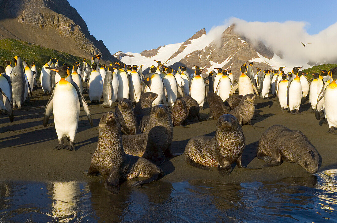 King Penguin (Aptenodytes patagonicus) and Antarctic Fur Seal (Arctocephalus gazella) pups and subadults in sea surf and on beach, fall morning, Right Whale Bay, South Georgia Island, Southern Ocean, Antarctic Convergence