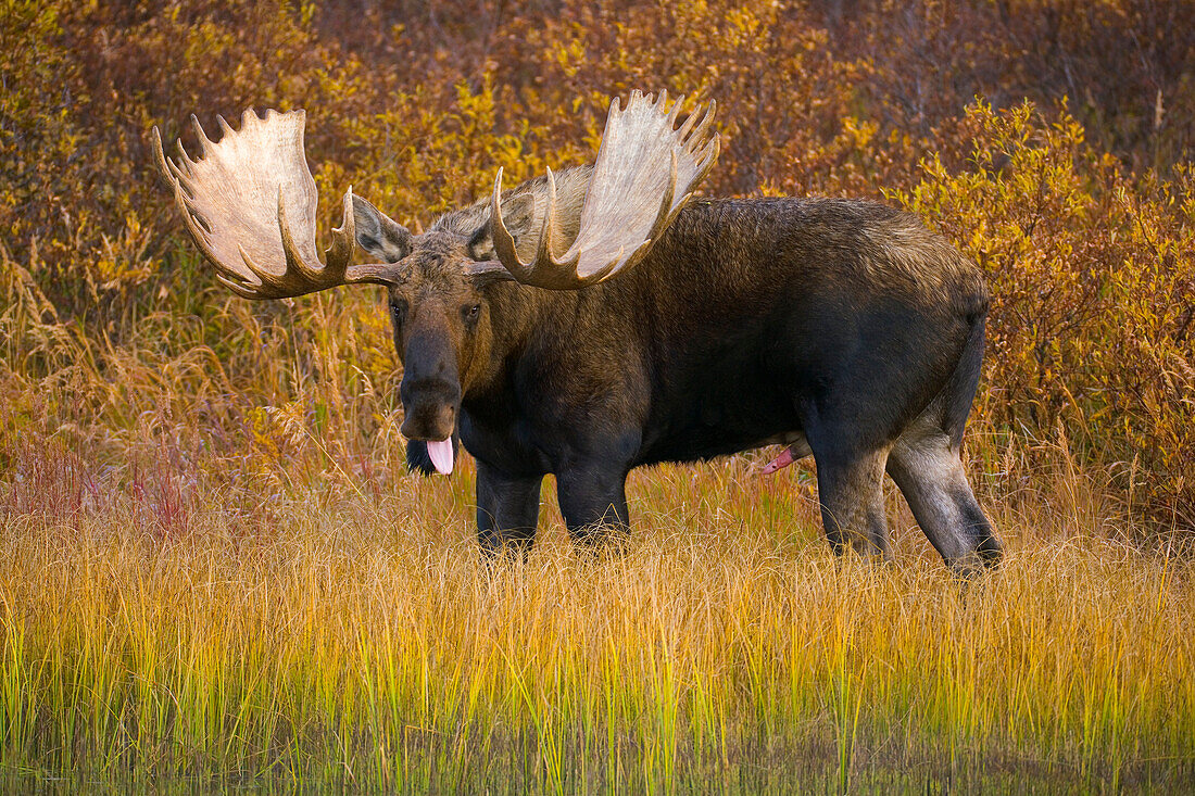 Alaska Moose (Alces alces gigas) bull, largest herbivore with antlers in North America, standing in colorful fall tundra with tongue out, looking for cows, Denali National Park, Alaska
