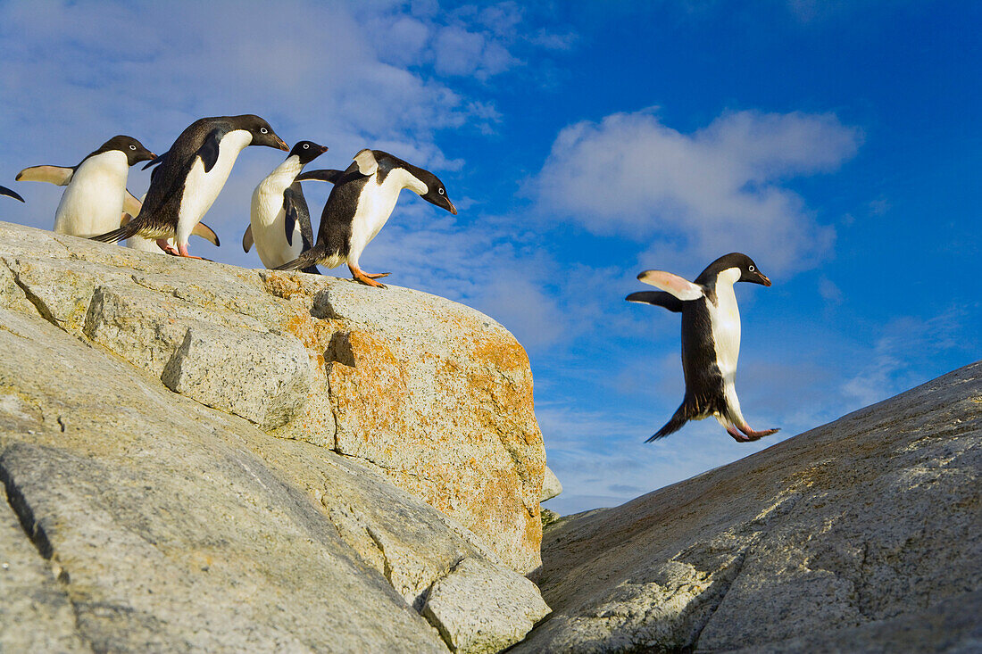 Adelie Penguin (Pygoscelis adeliae) jumping off of rock ledge, Armstrong Reef, western Antarctica