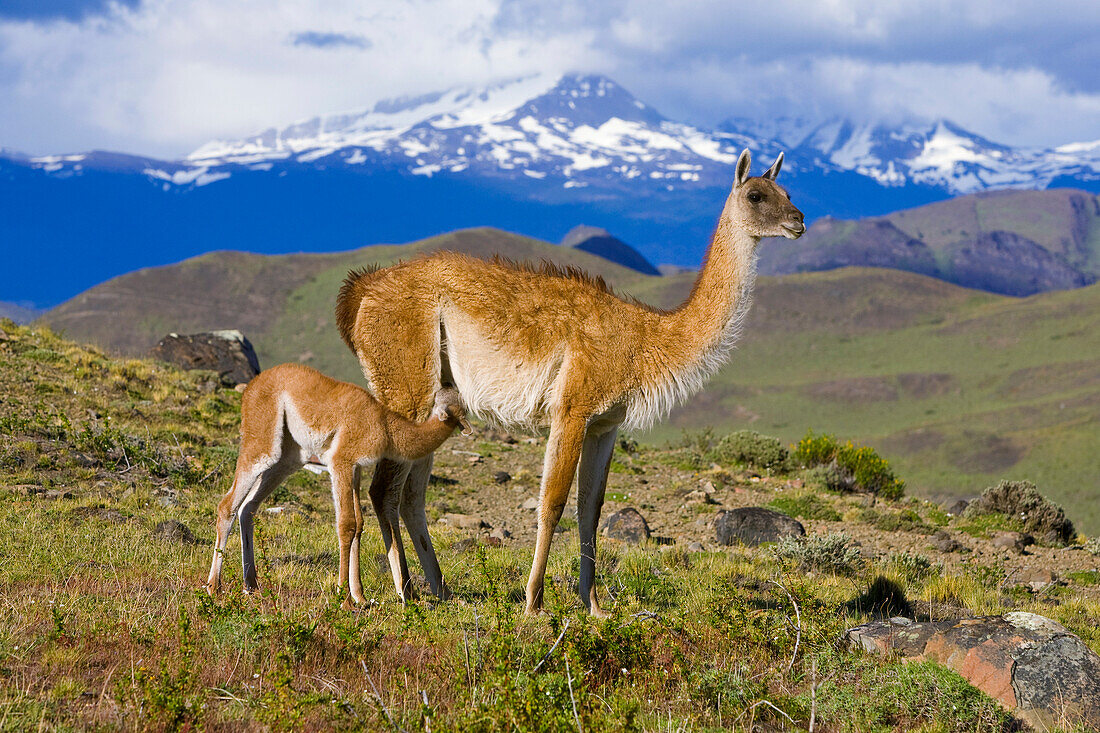 Guanaco (Lama guanicoe) calf nursing, Torres del Paine National Park, Chile