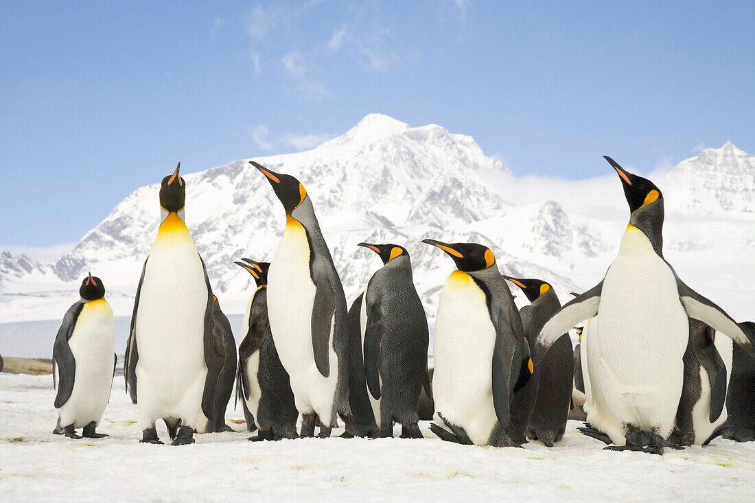 King Penguin (Aptenodytes patagonicus) group in snow, St. Andrews Bay, South Georgia Island