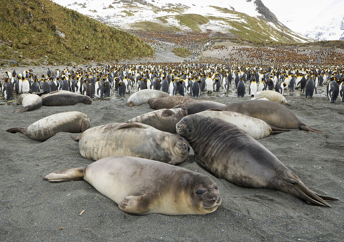 Southern Elephant Seal (Mirounga leonina), fat weaner pups resting together on beach, Right Whale Bay, South Georgia Island