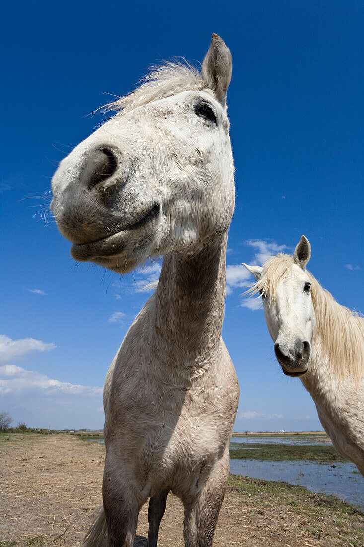 Camargue Horse (Equus caballus) pair, Camargue, France