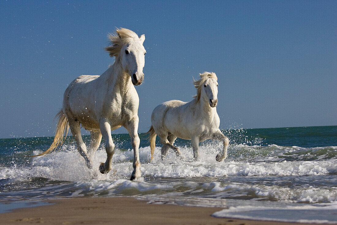 Camargue Horse (Equus caballus) pair running on beach, Camargue, France
