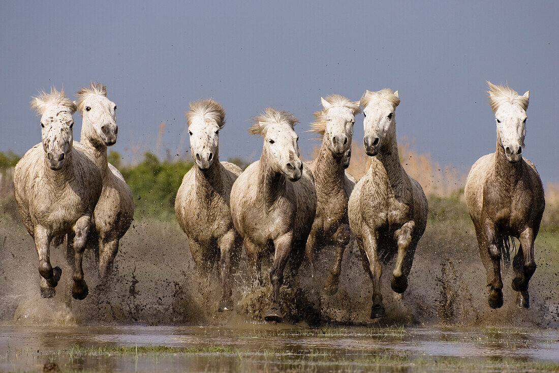 Camargue Horse (Equus caballus) group running in water, Camargue, southern France