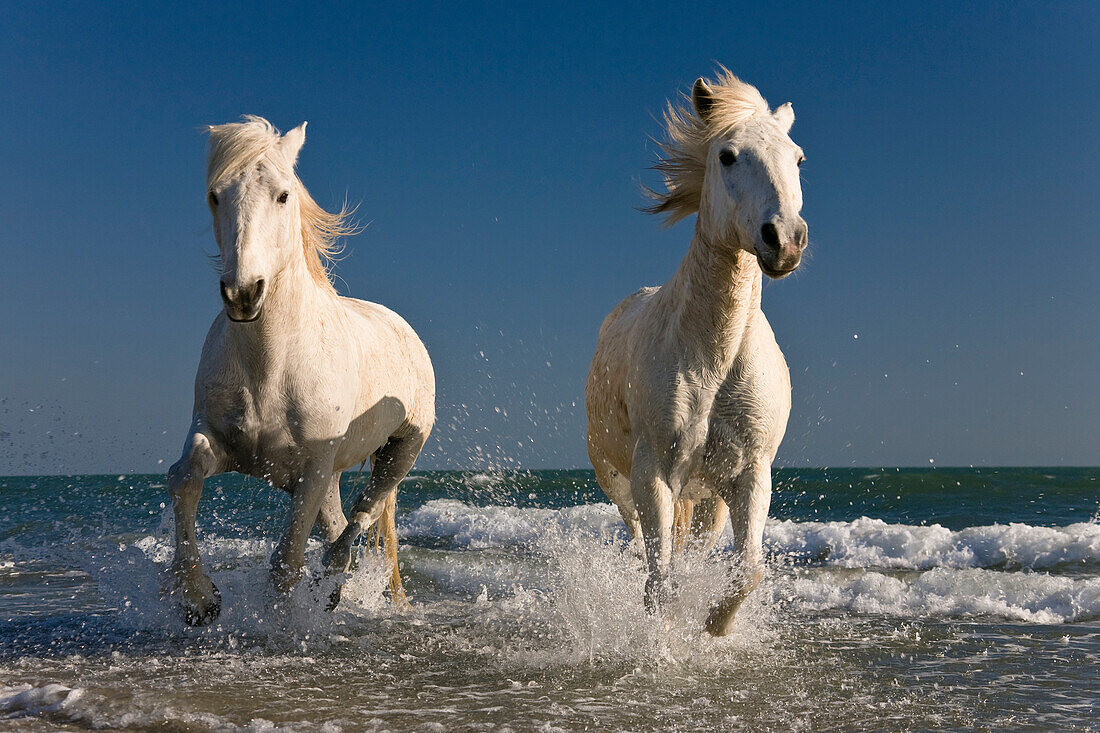 Camargue Horse (Equus caballus) pair running on beach, Camargue, France