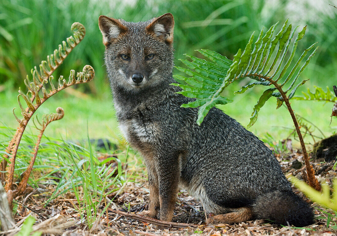 Darwin's Zorro (Lycalopex fulvipes) a critically endangered fox, Chiloe Island, Chile