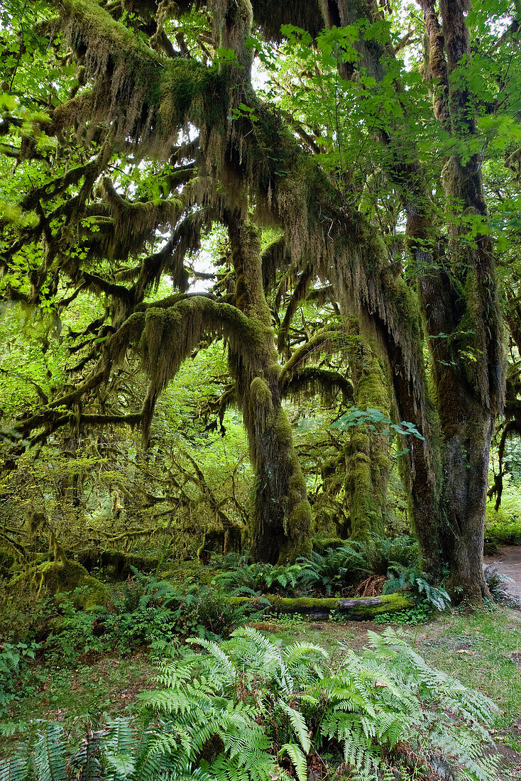 Bigleaf Maple (Acer macrophyllum) and Sitka Spruce (Picea sitchensis) trees along Hall of Mosses hiking trail, Hoh Rainforest, Olympic National Park, Washington