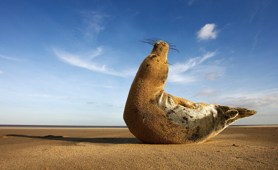 Grey Seal (Halichoerus grypus) on the beach, Donna Nook, Lincolnshire, United Kingdom
