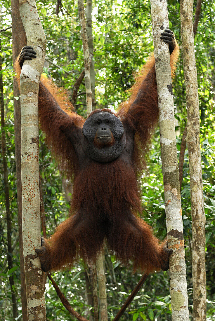 Orangutan (Pongo pygmaeus) male climbing, Camp Leaky, Tanjung Puting National Park, Indonesia