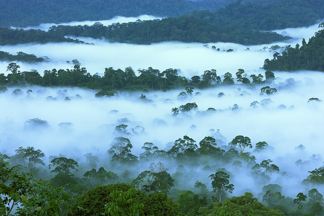 Canopy of lowland rainforest at dawn with fog, Danum Valley Conservation Area, Borneo, Malaysia