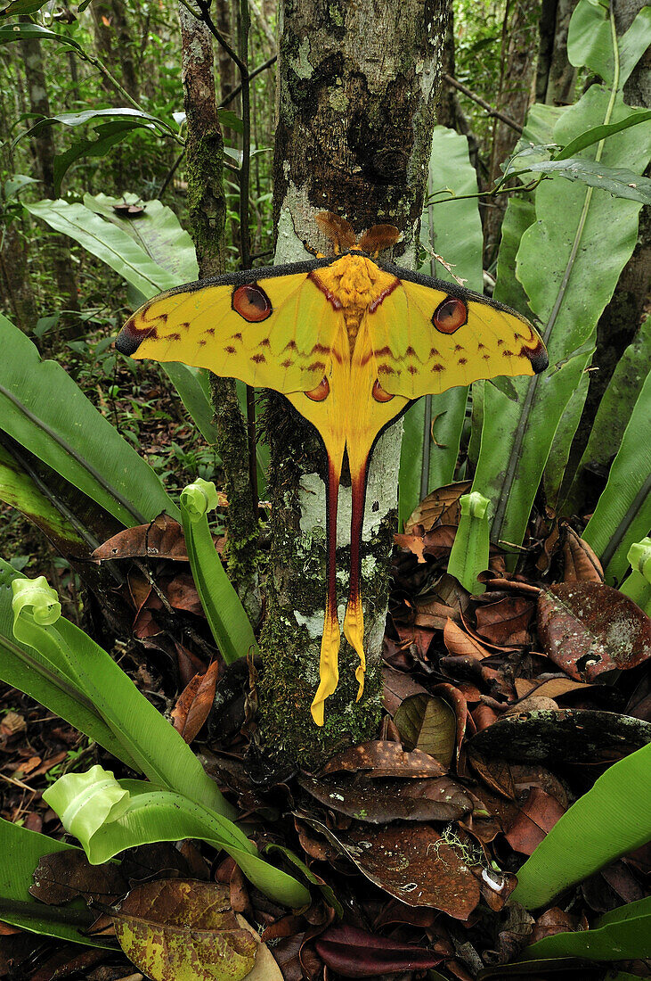 Madagascar Moon Moth (Argema mittrei) with bird's nest fern, Andasibe-Mantadia National Park, Madagascar