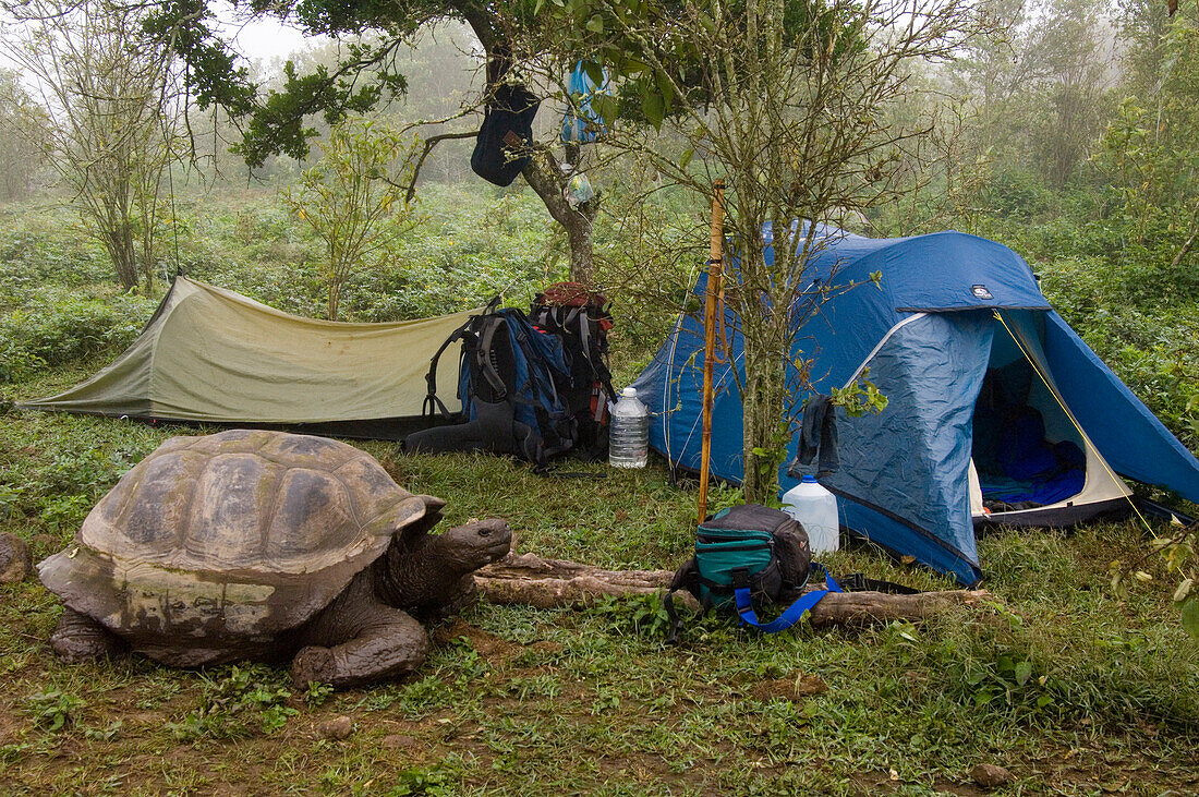 Volcan Alcedo Giant Tortoise (Geochelone nigra vandenburghi) in campsite, Alcedo Volcano crater floor, Isabella Island, Galapagos Islands, Ecuador